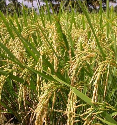 Pusa Basmati 1847 Seeds